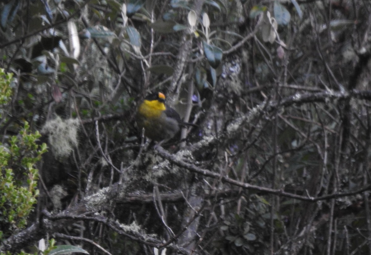 Pale-naped Brushfinch - ML645980911