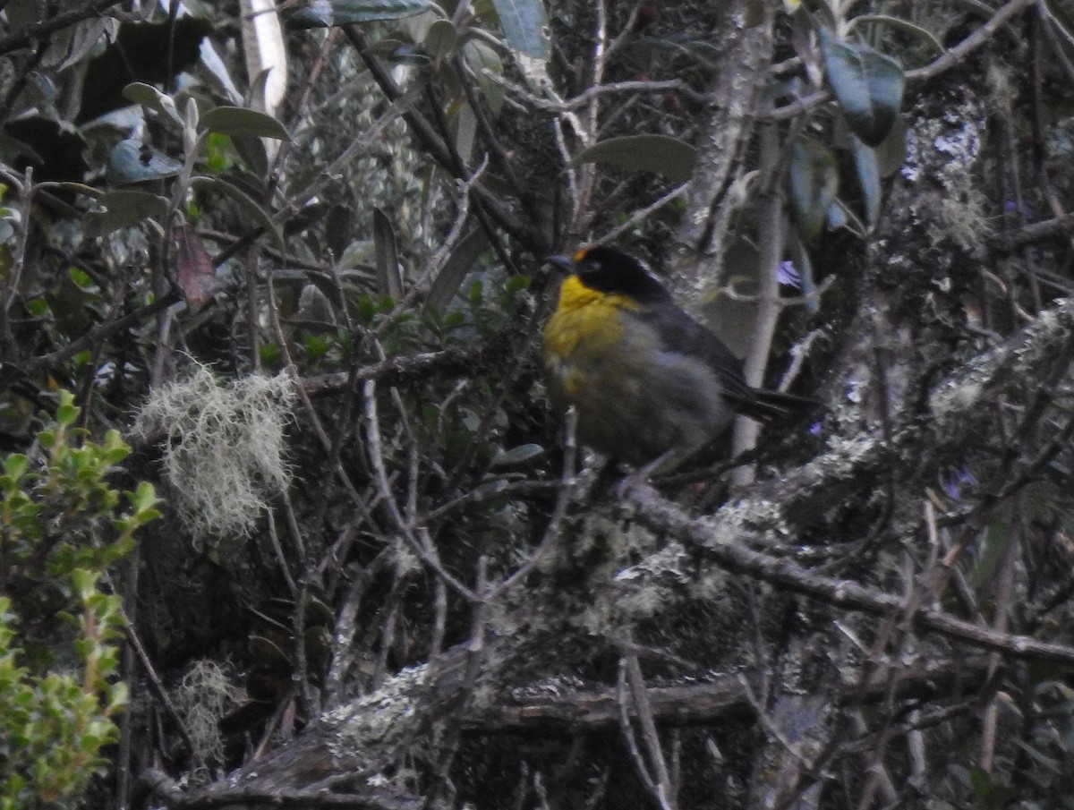 Pale-naped Brushfinch - ML645980912