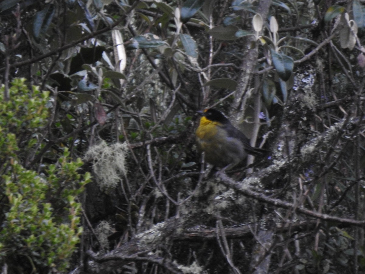 Pale-naped Brushfinch - ML645980913