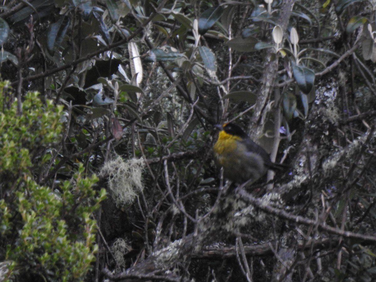Pale-naped Brushfinch - ML645980914