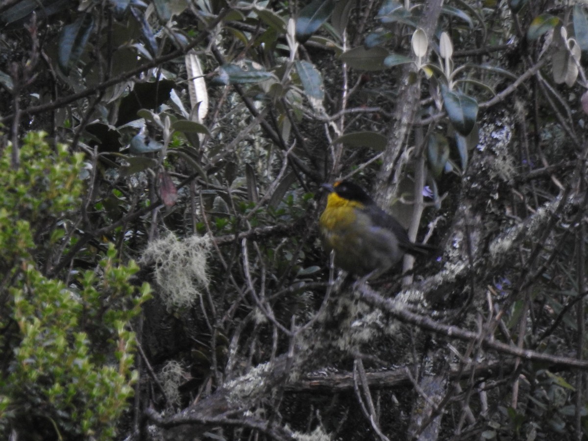 Pale-naped Brushfinch - ML645980915