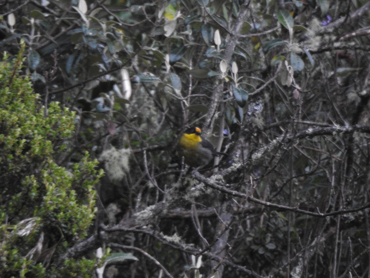 Pale-naped Brushfinch - ML645980916