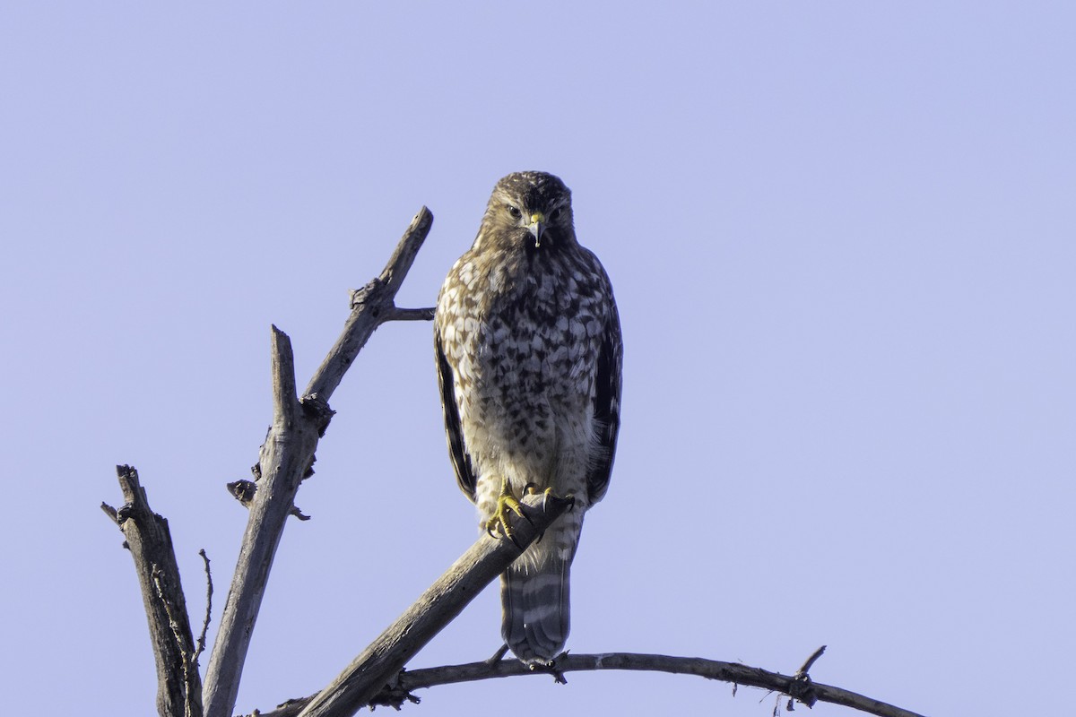 Red-shouldered Hawk - ML645980917