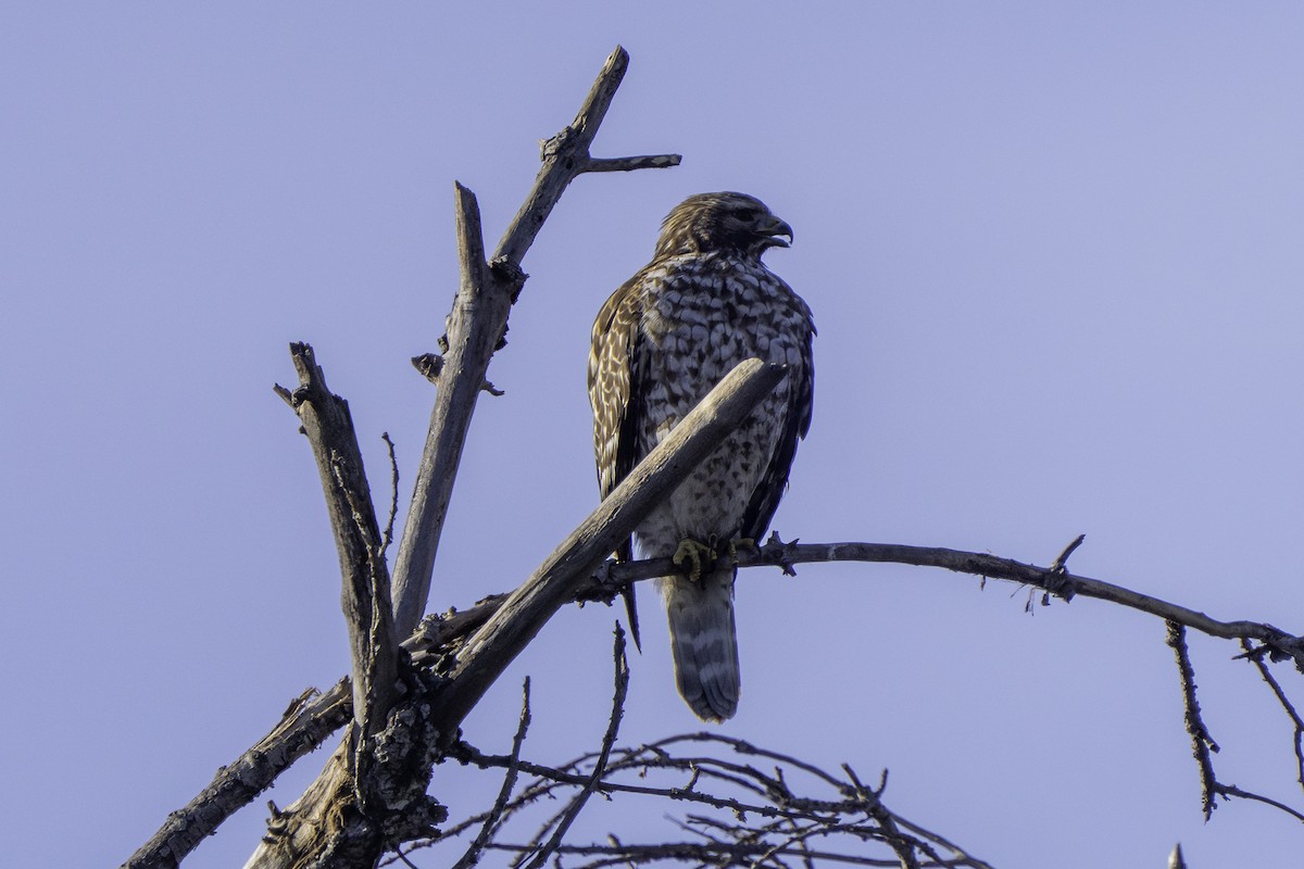 Red-shouldered Hawk - ML645980918