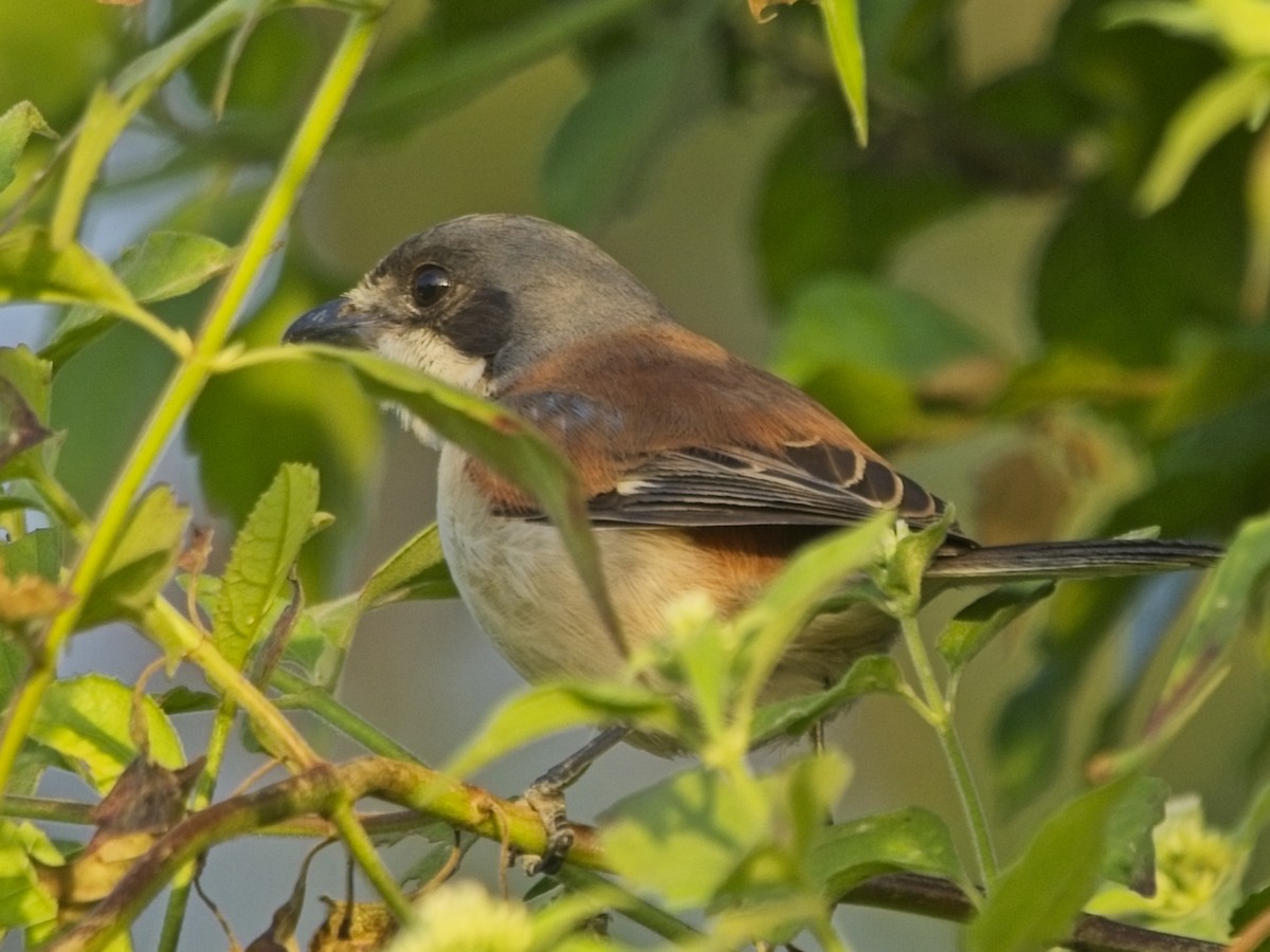Burmese Shrike - ML645980919