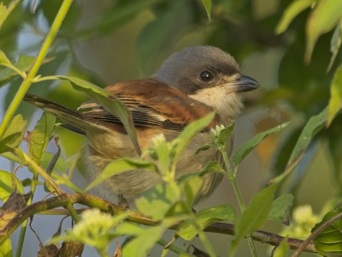 Burmese Shrike - ML645980920