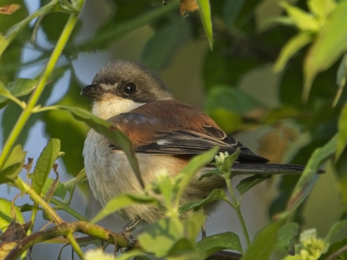 Burmese Shrike - ML645980921