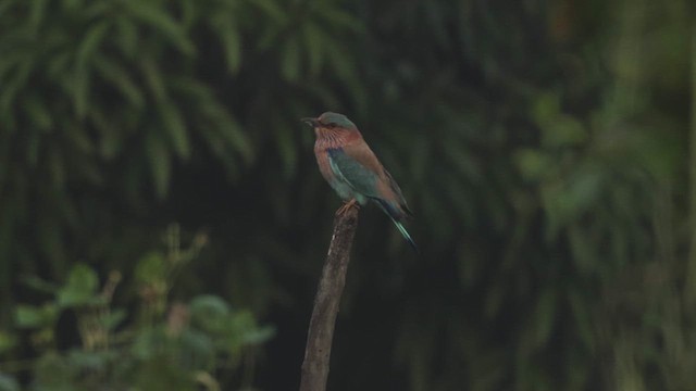 mandelík indický - ML645980922