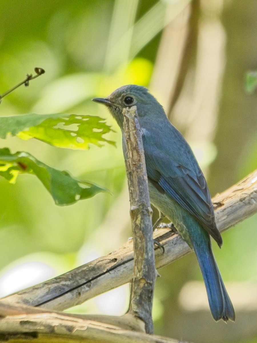 Verditer Flycatcher - ML645980923