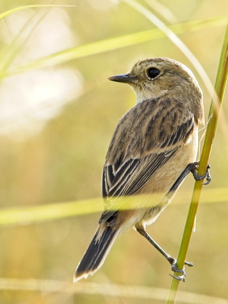 Amur Stonechat - ML645980924