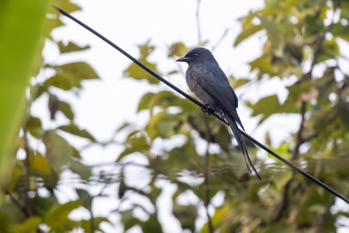Ashy Drongo - ML645980925