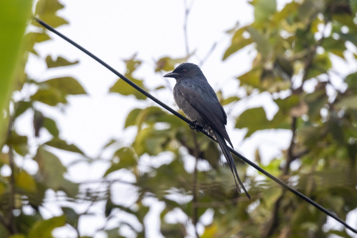 Ashy Drongo - ML645980926