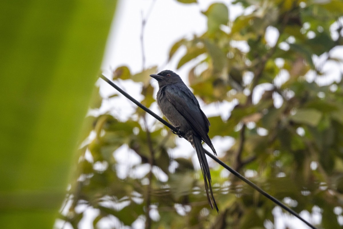 Ashy Drongo - ML645980927