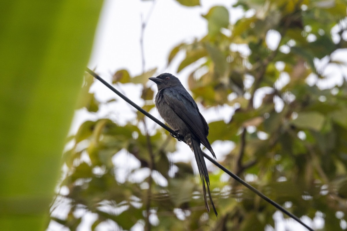 Ashy Drongo - ML645980928
