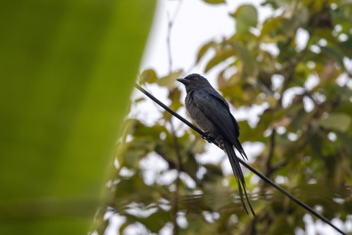 Ashy Drongo - ML645980929