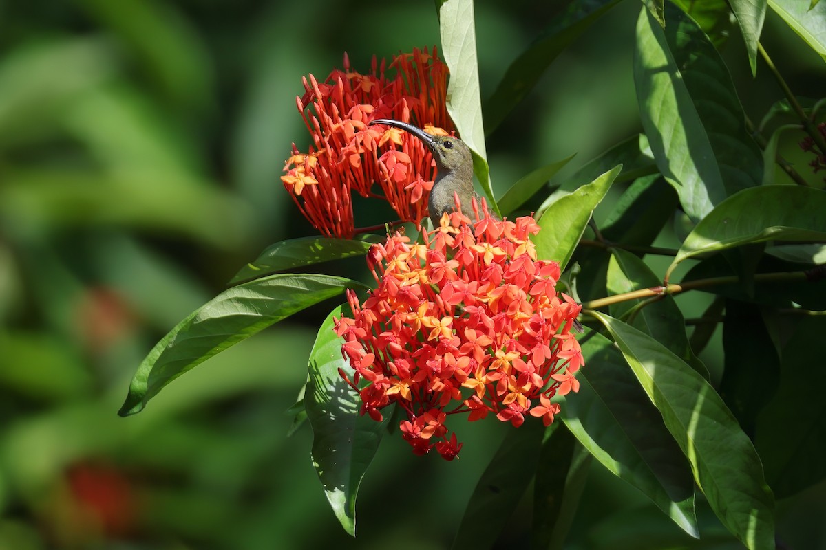 Thick-billed Spiderhunter - ML645980930