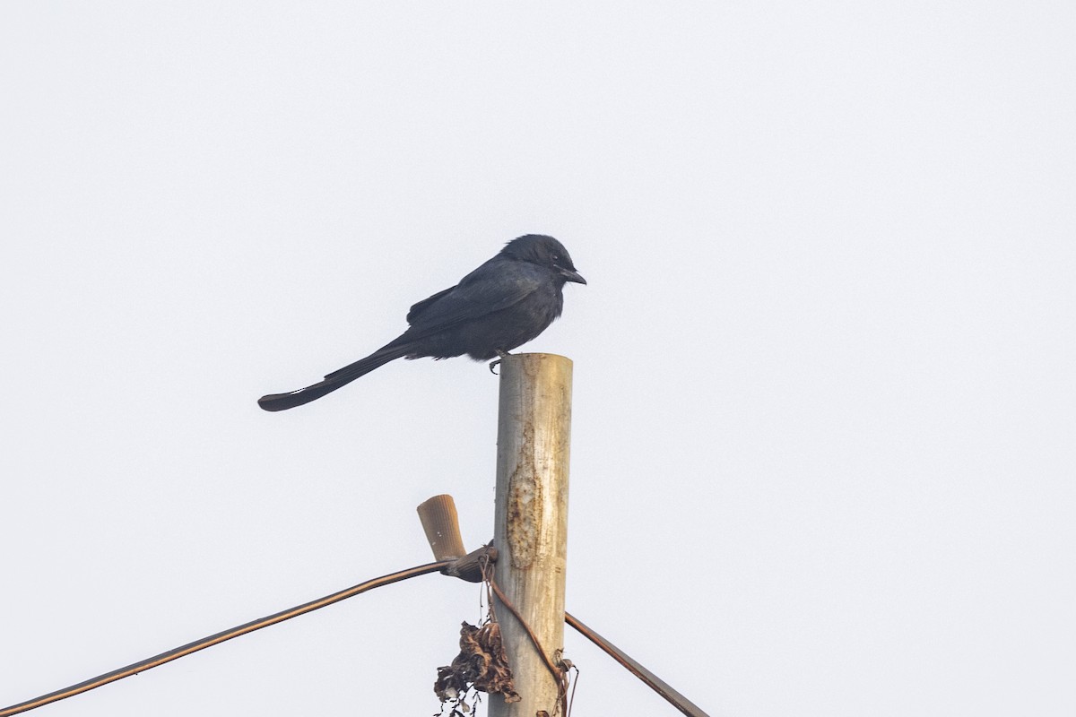 drongo sp. - ML645980931