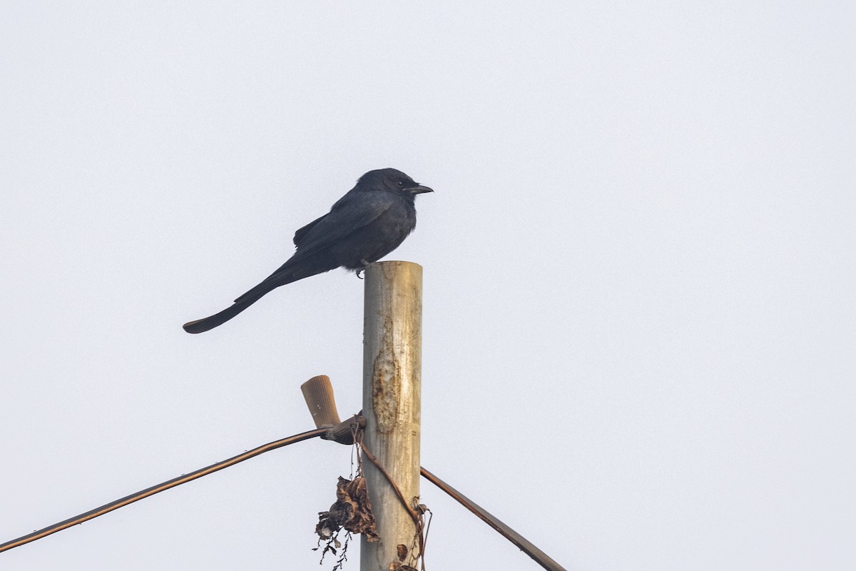 drongo sp. - ML645980932