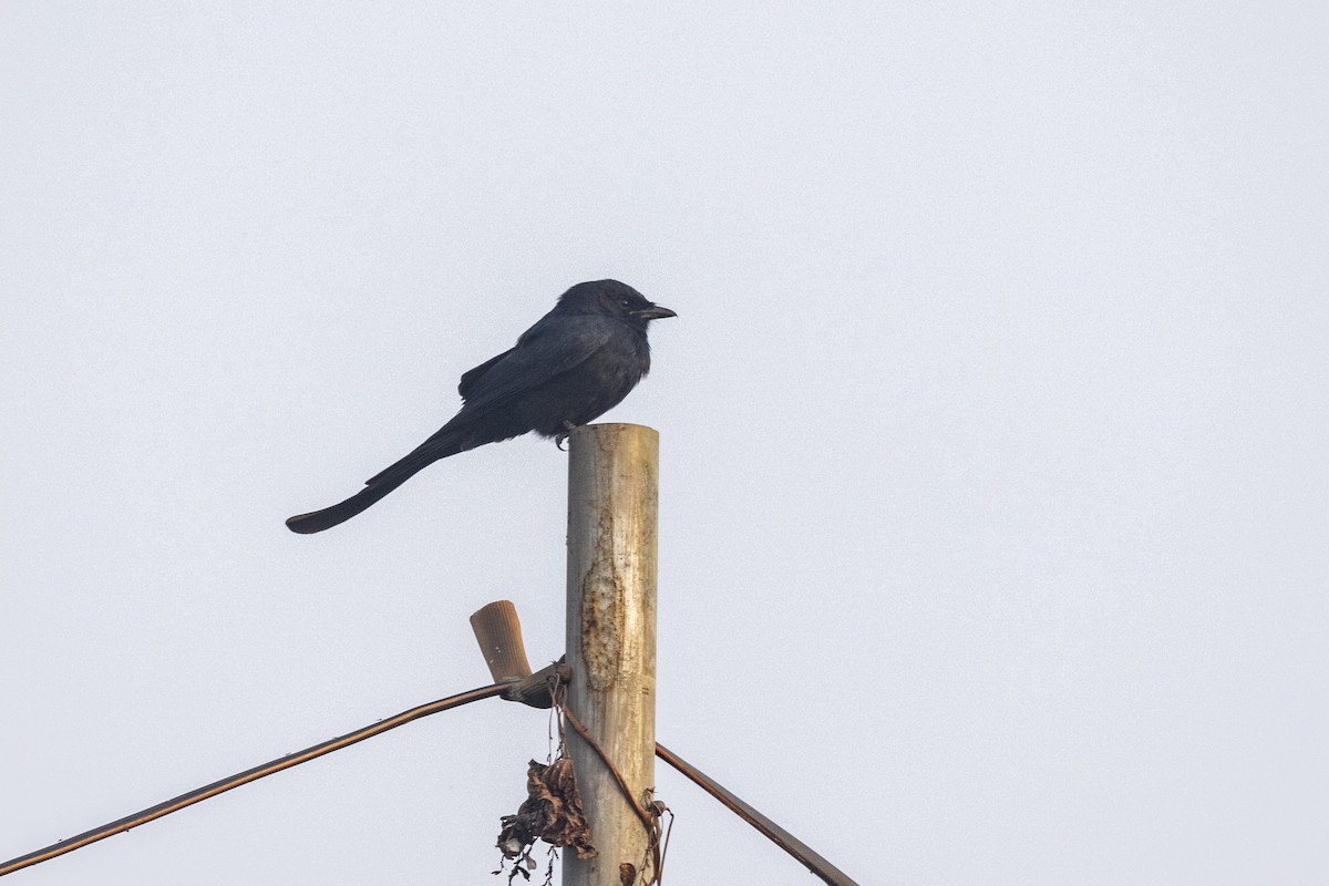 drongo sp. - ML645980933