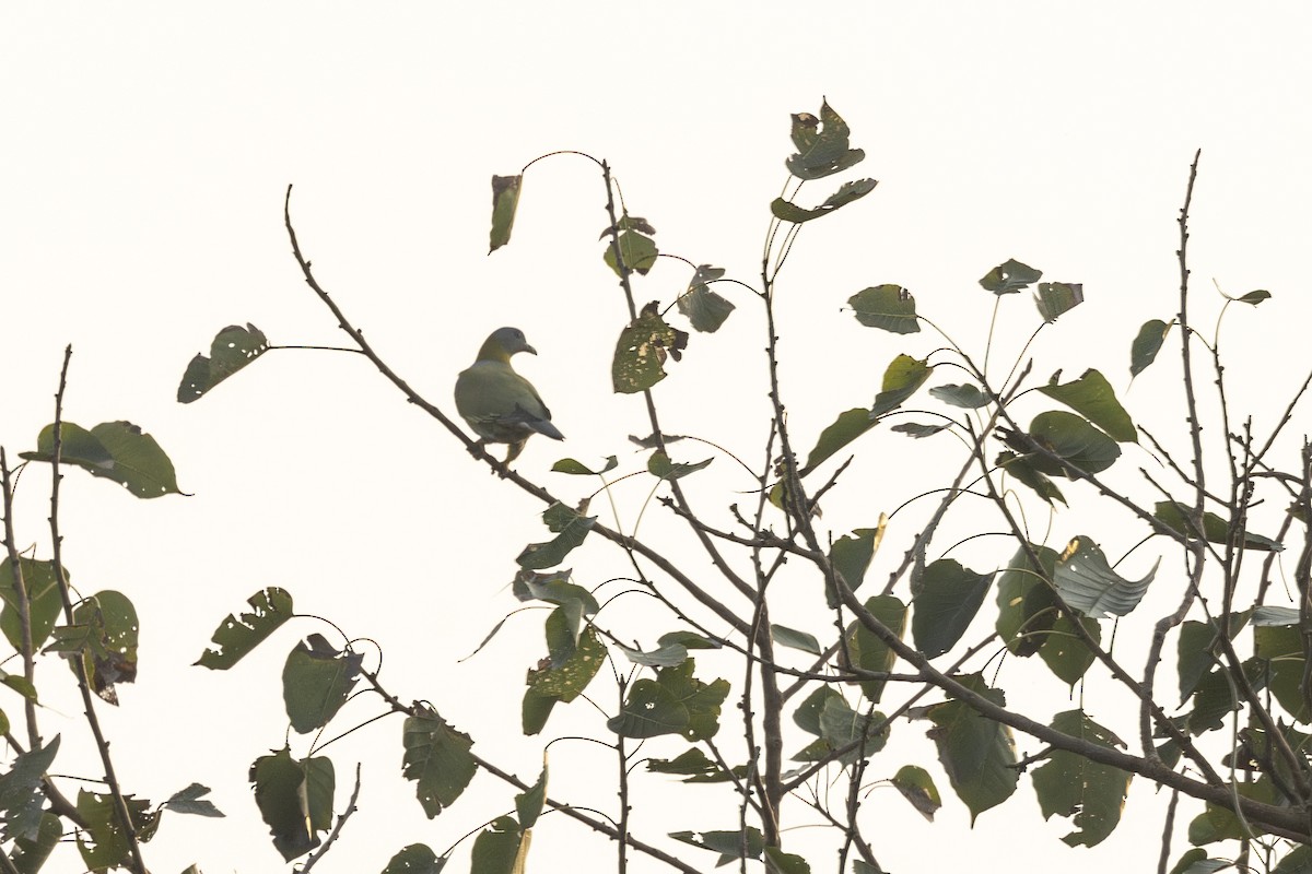 Yellow-footed Green-Pigeon - ML645980934