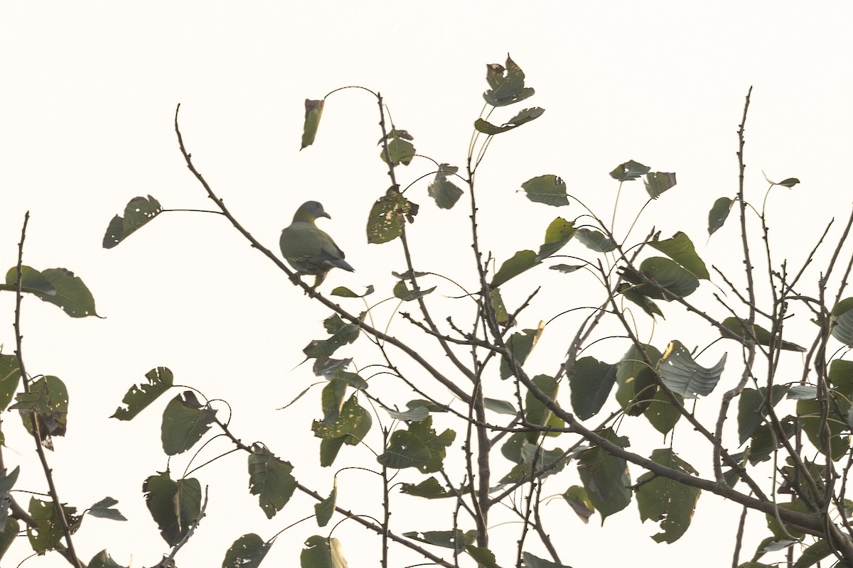 Yellow-footed Green-Pigeon - ML645980935