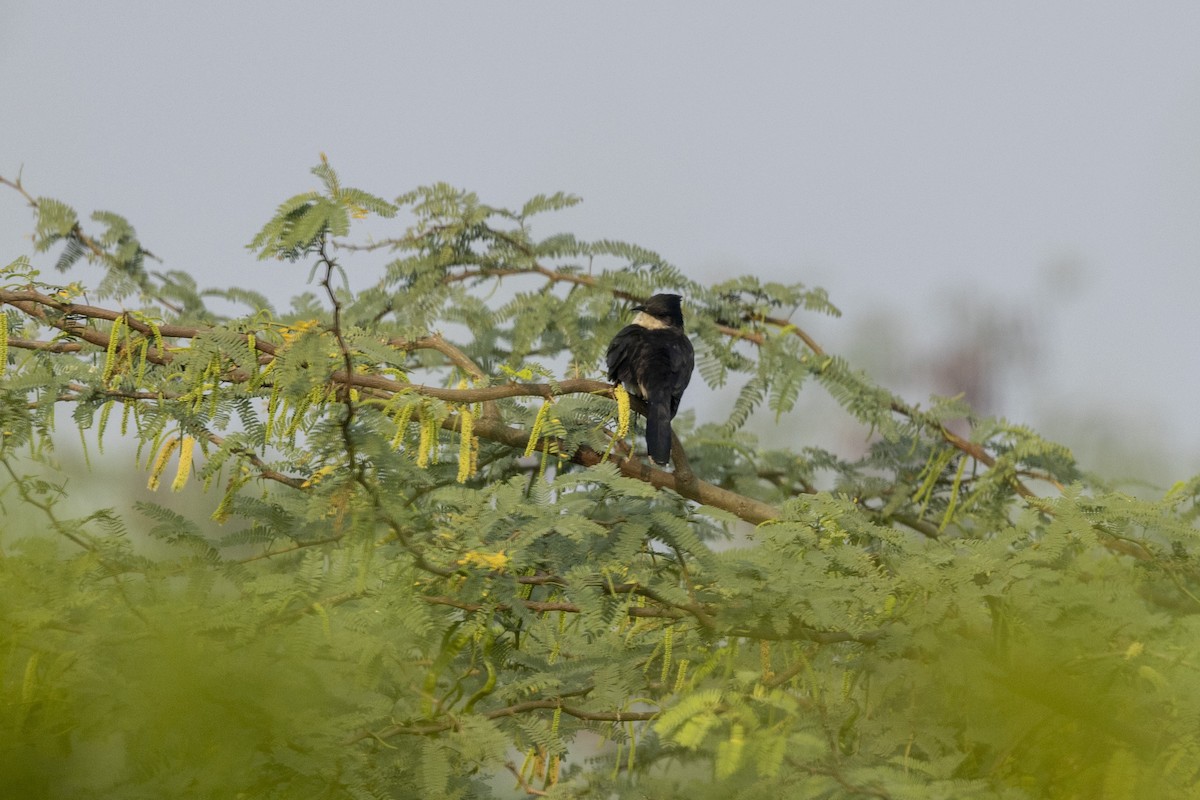 Pied Cuckoo - ML645980937