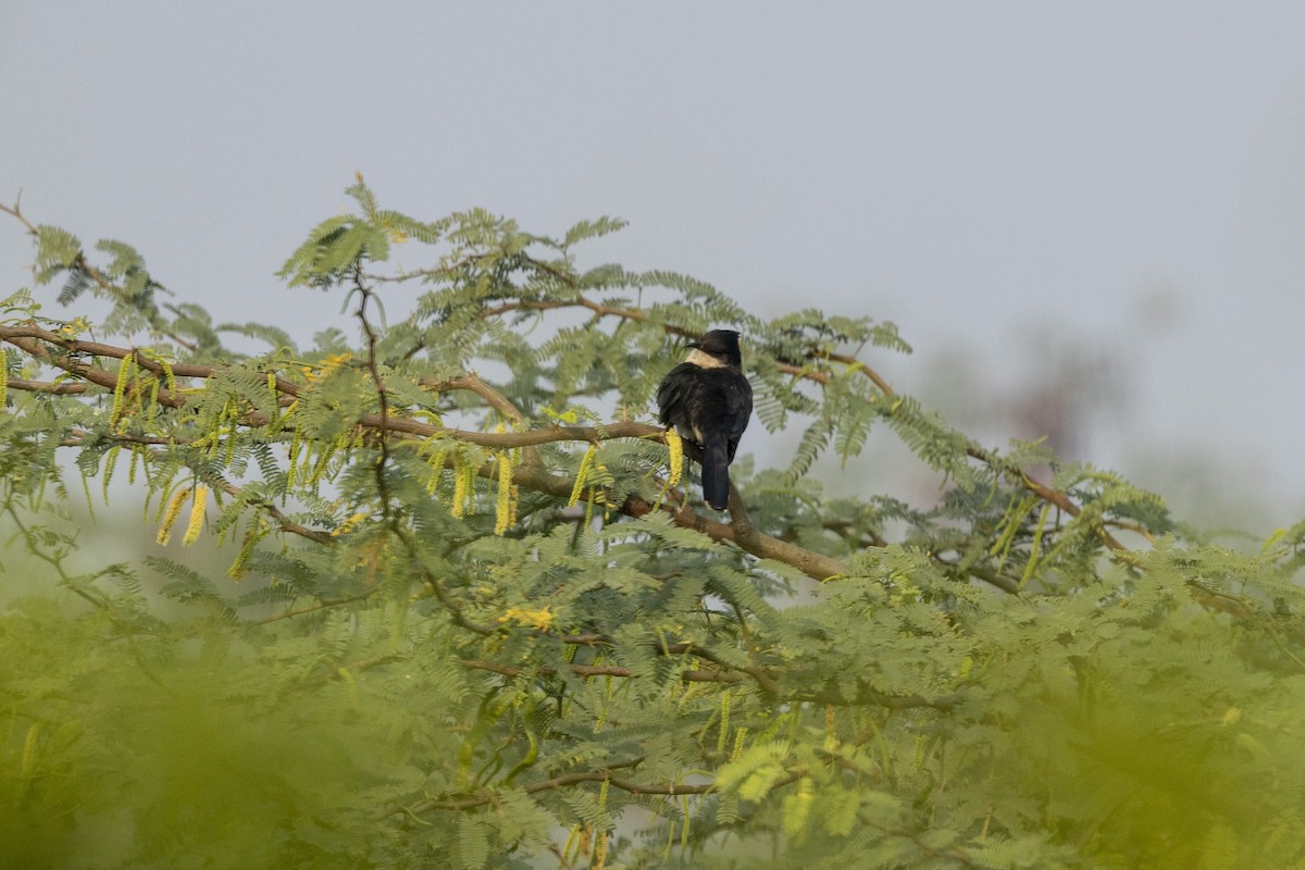 Pied Cuckoo - ML645980938