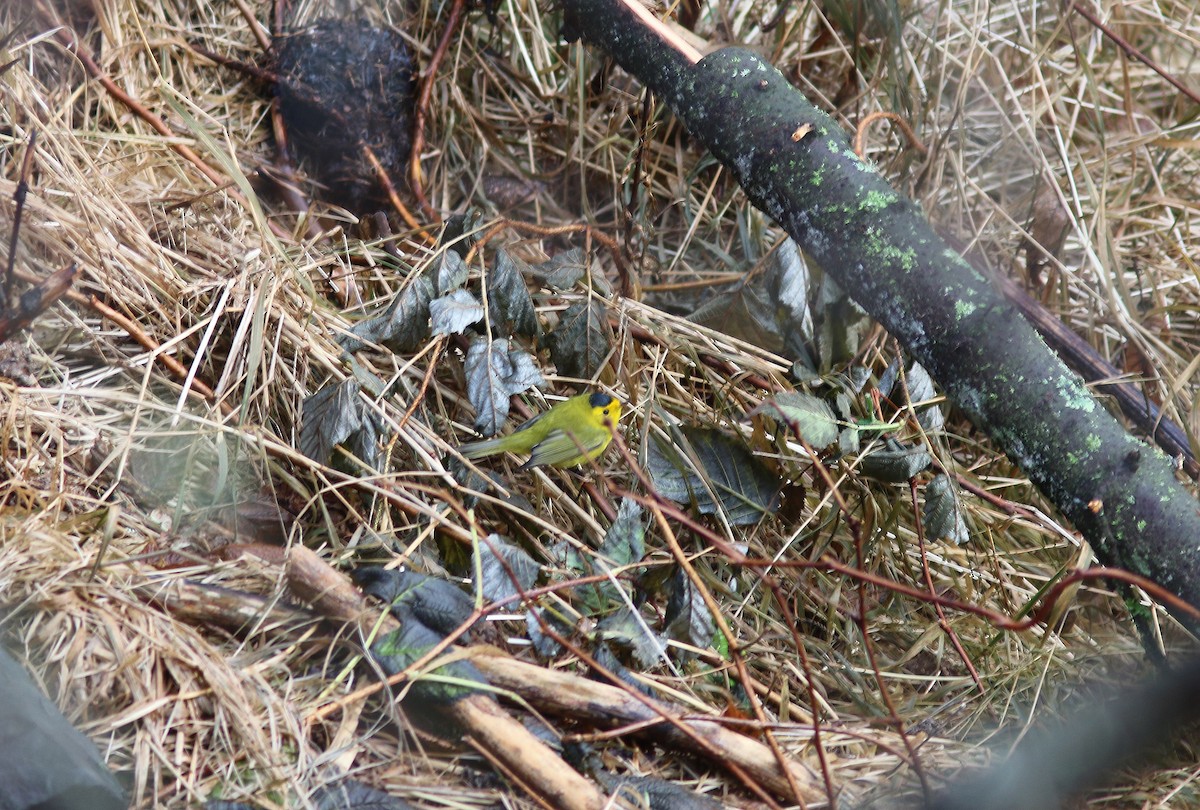 Wilson's Warbler - ML645980939