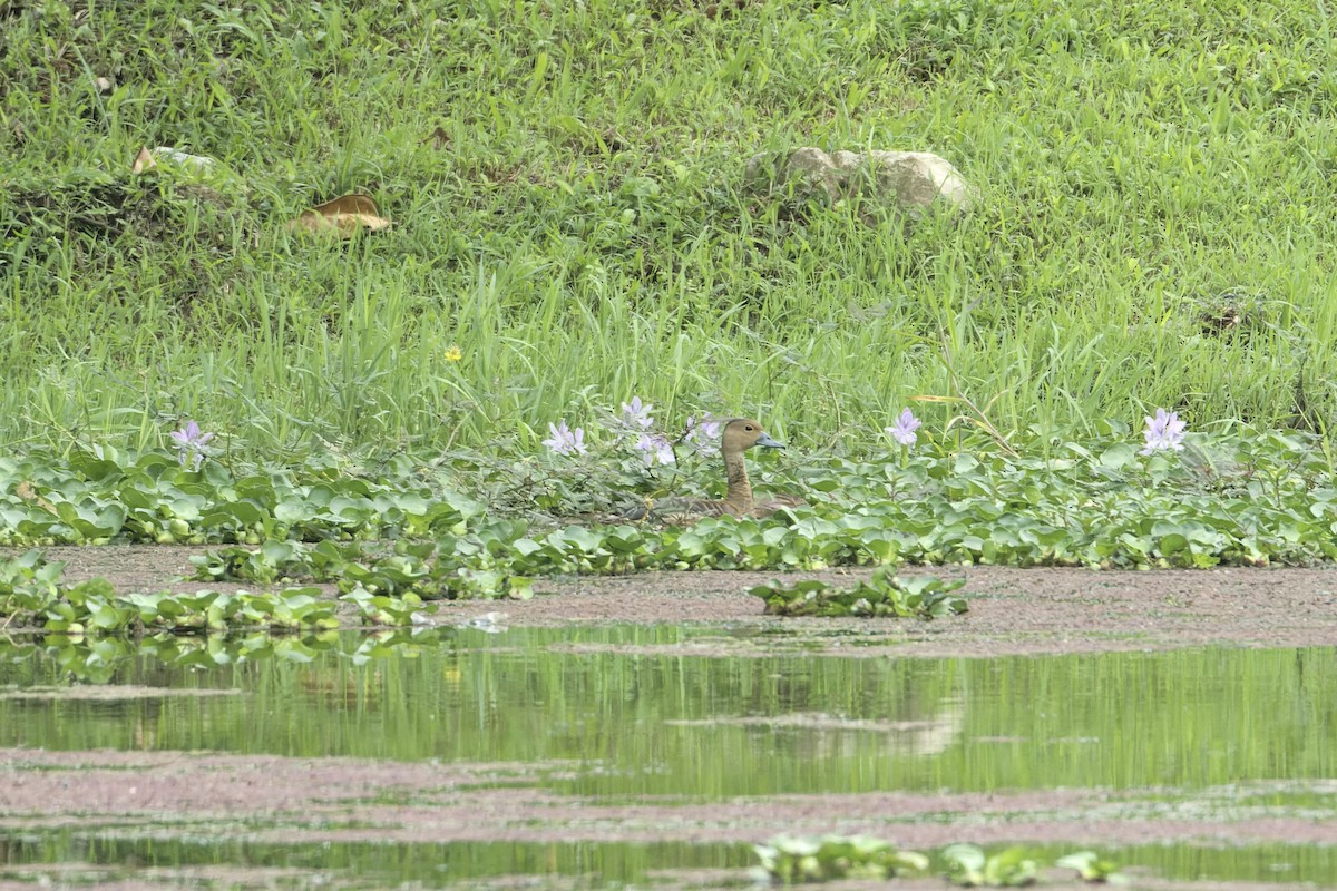 Lesser Whistling-Duck - ML645980943