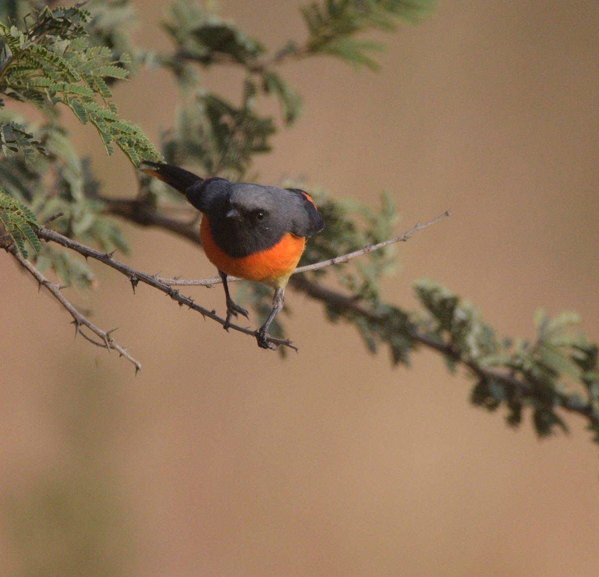 Zwergmennigvogel - ML645980962