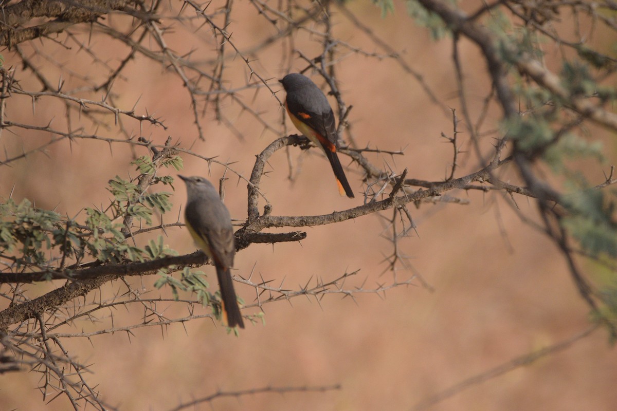 Zwergmennigvogel - ML645980963