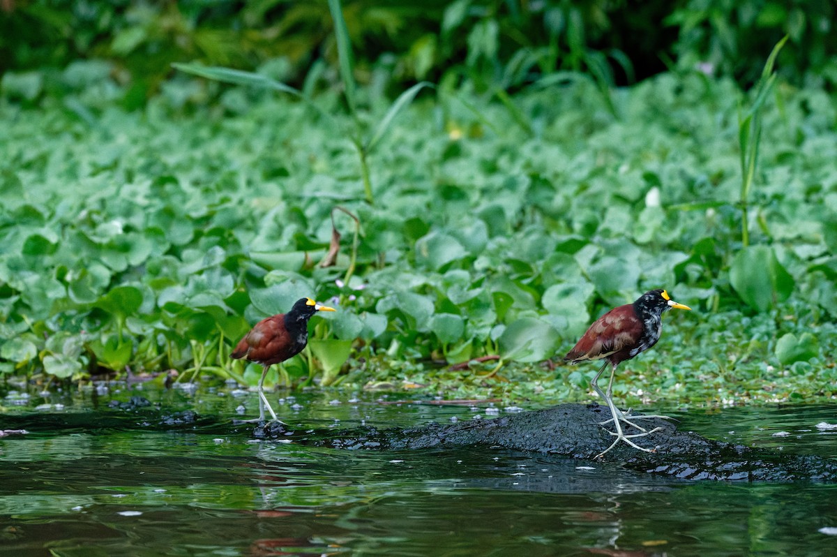 Northern Jacana - ML645980973