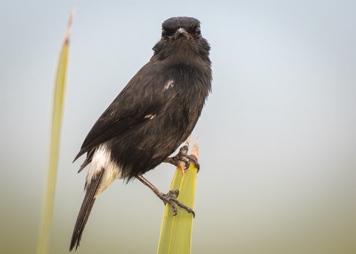 bramborníček černobílý - ML645980991