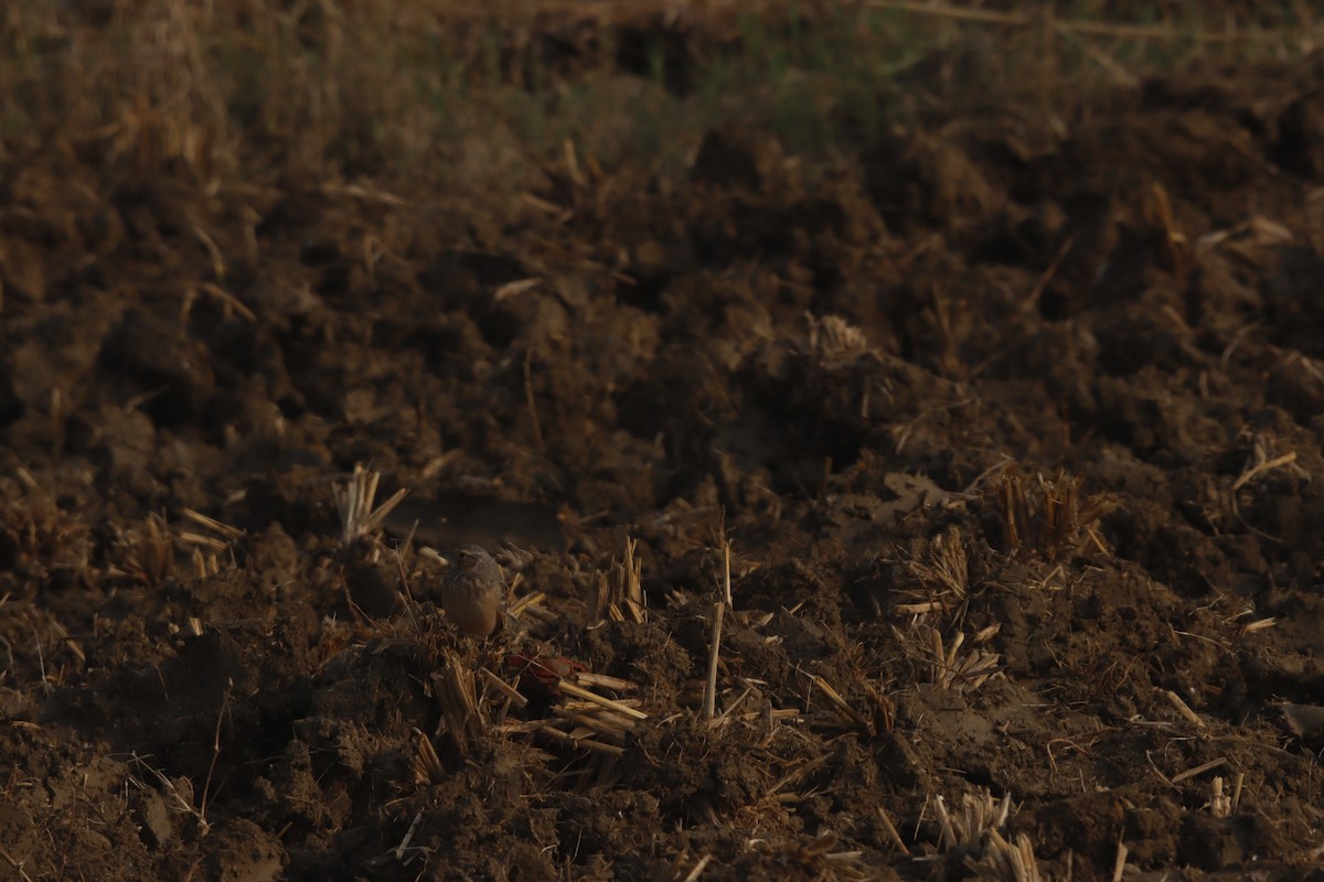 Bengal Bushlark - ML645981018