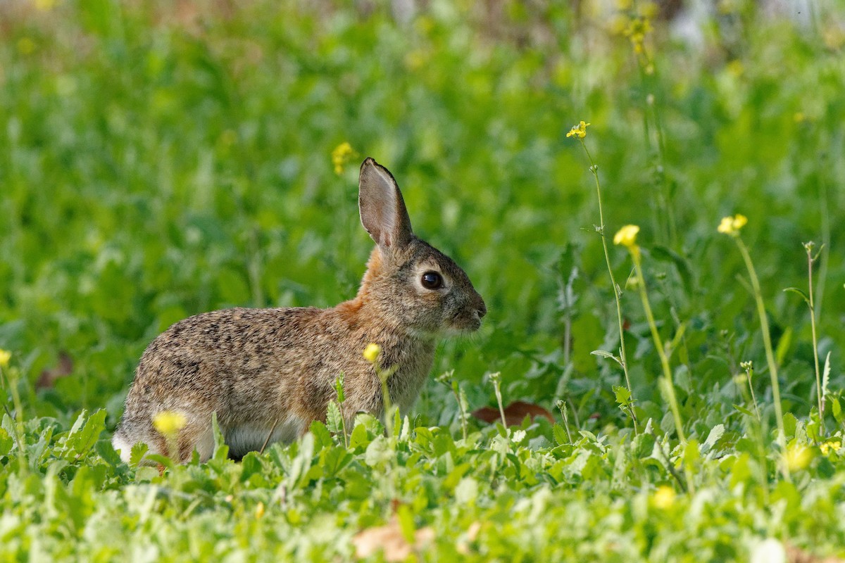 Desert Cottontail - ML645981054