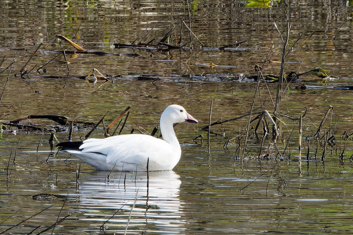 Snow Goose - ML645981081