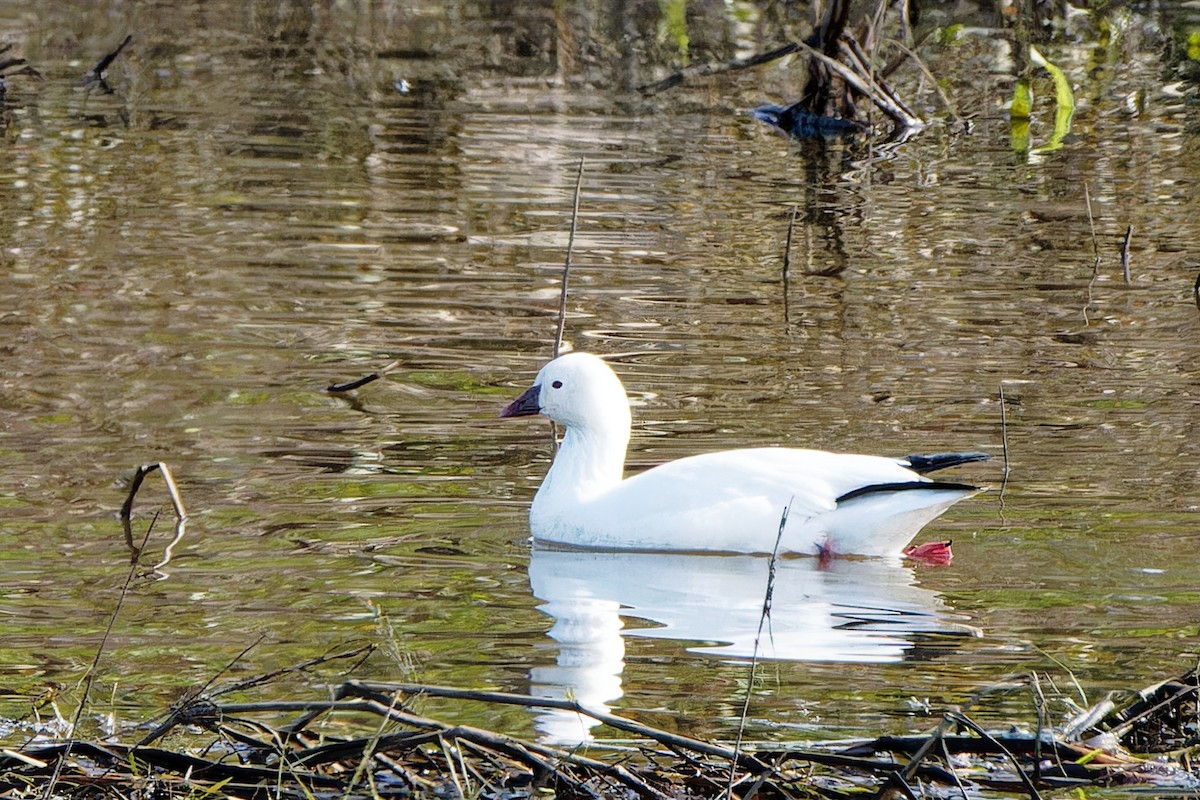 Ross's Goose - ML645981091