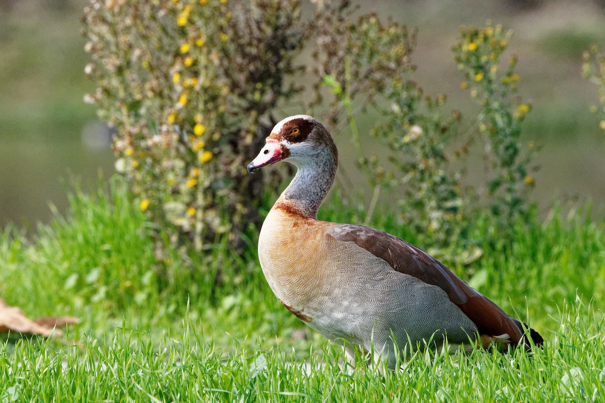 Egyptian Goose - ML645981093
