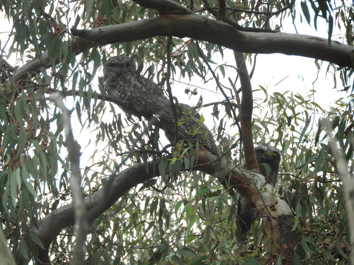 Tawny Frogmouth - ML645981099