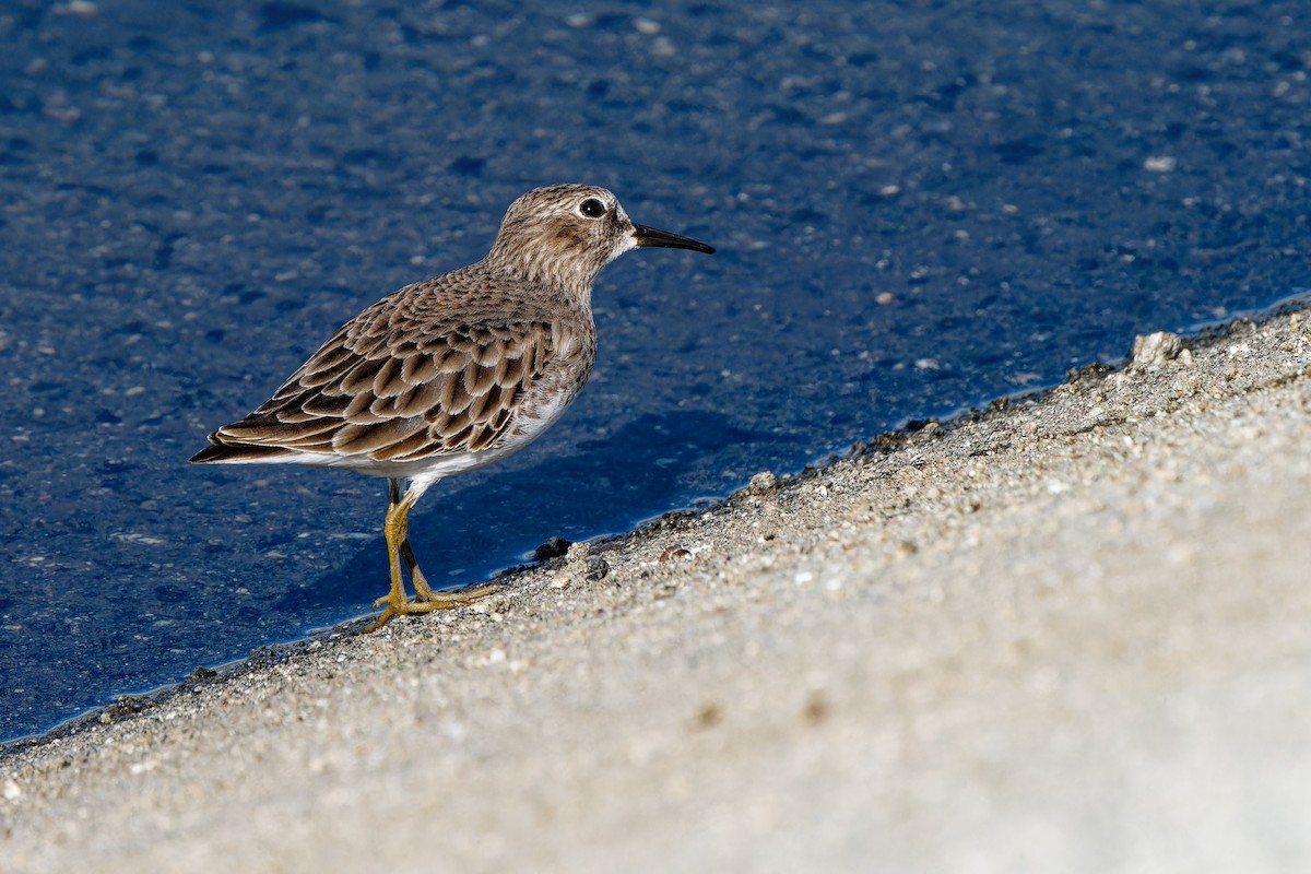 Least Sandpiper - ML645981102