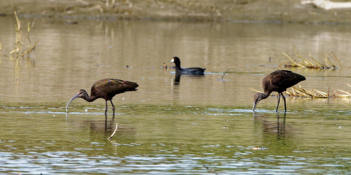 White-faced Ibis - ML645981106