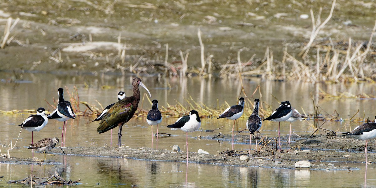 White-faced Ibis - ML645981107