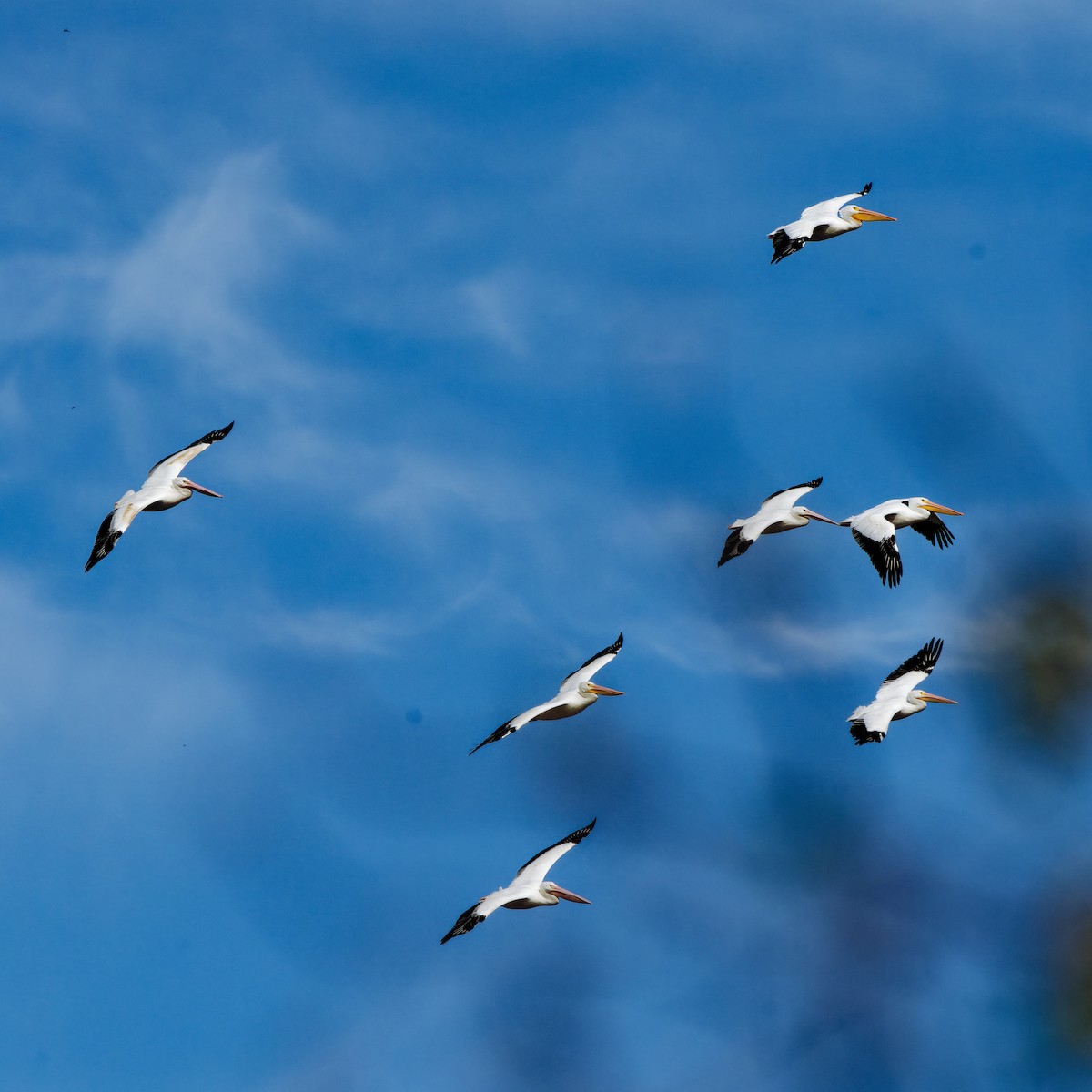 American White Pelican - ML645981121