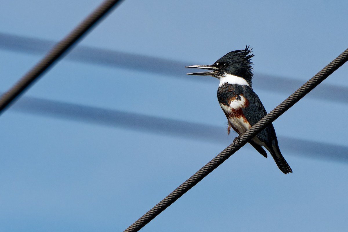 Belted Kingfisher - ML645981127