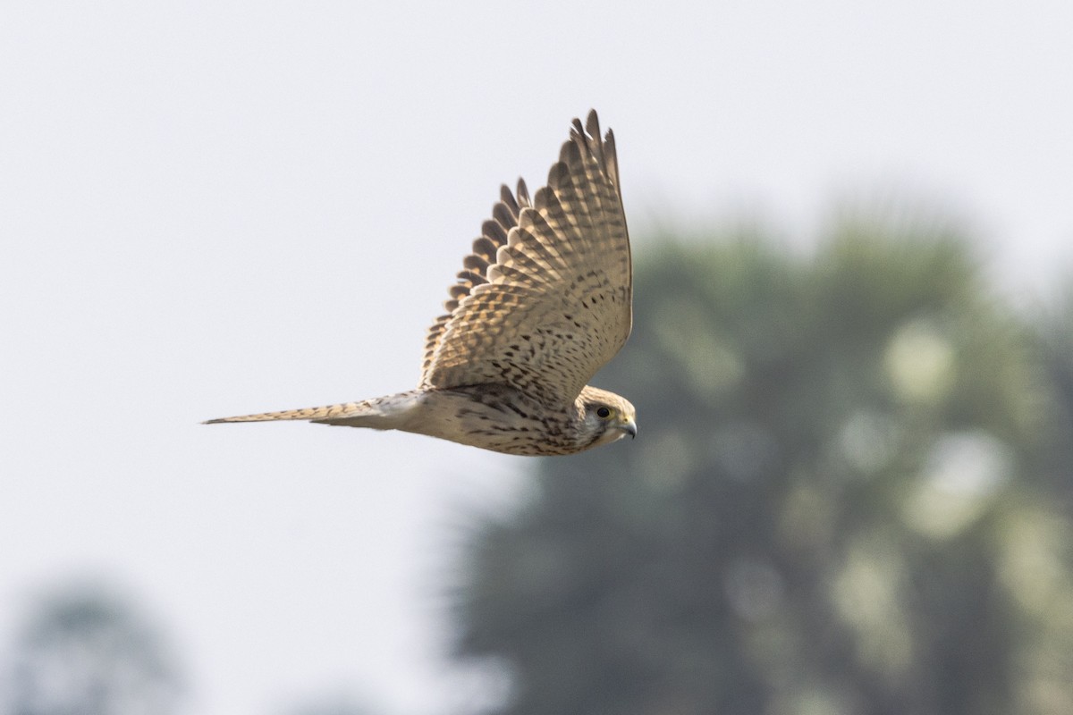 Eurasian Kestrel - ML645981132