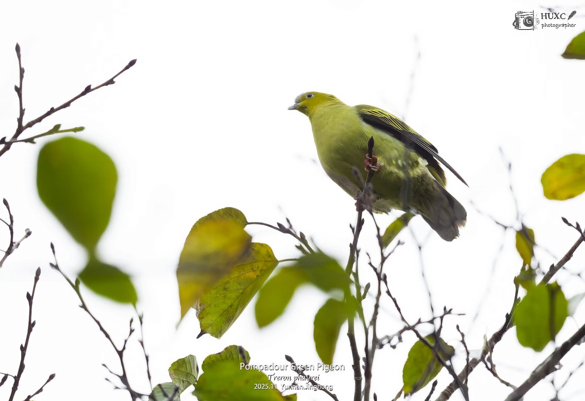 Ashy-headed Green-Pigeon - ML645981135