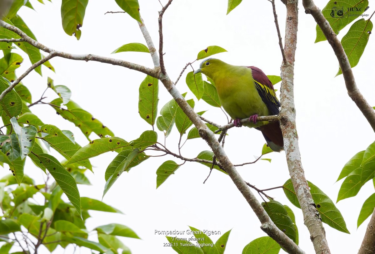 Ashy-headed Green-Pigeon - ML645981136
