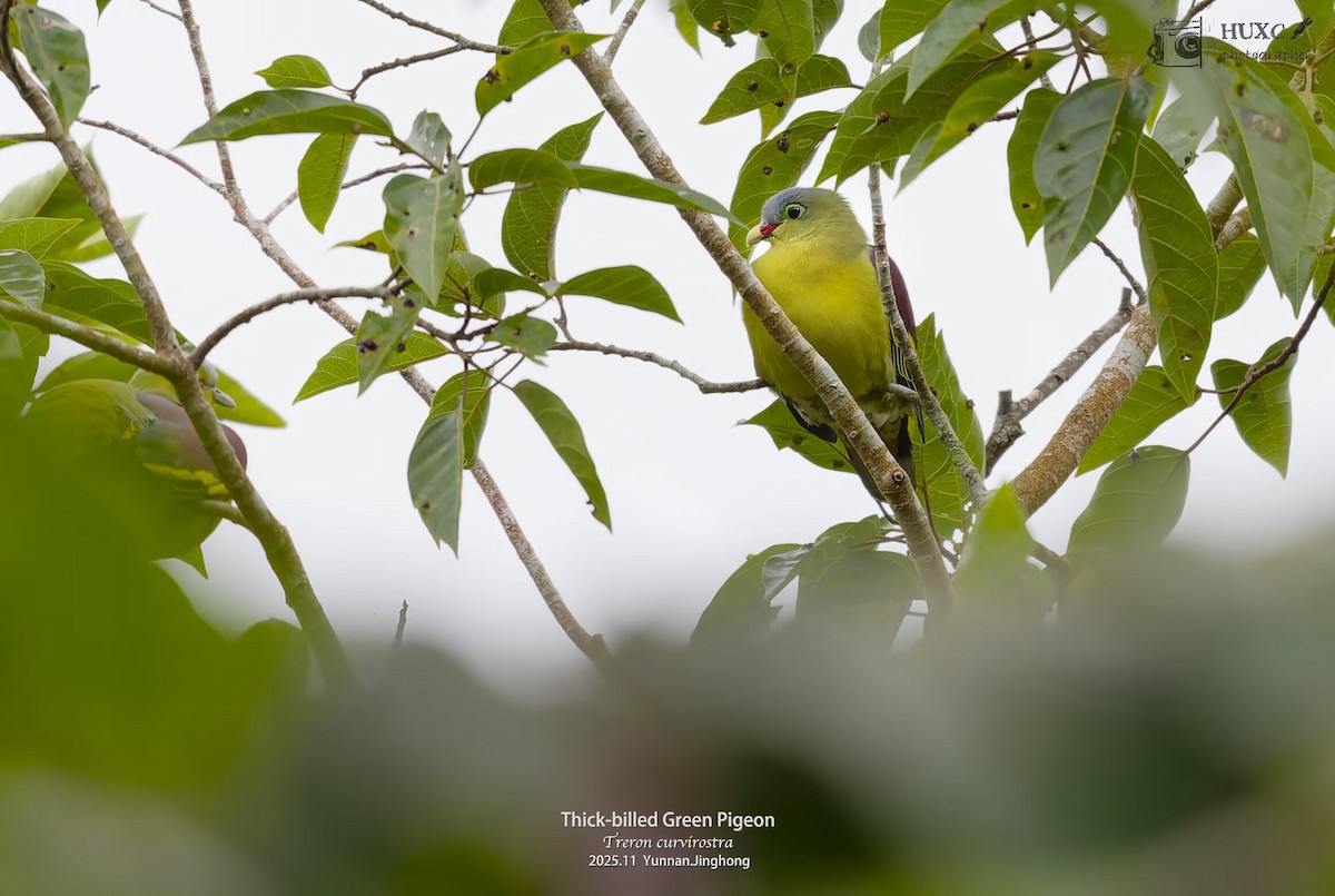 厚嘴綠鳩 - ML645981139