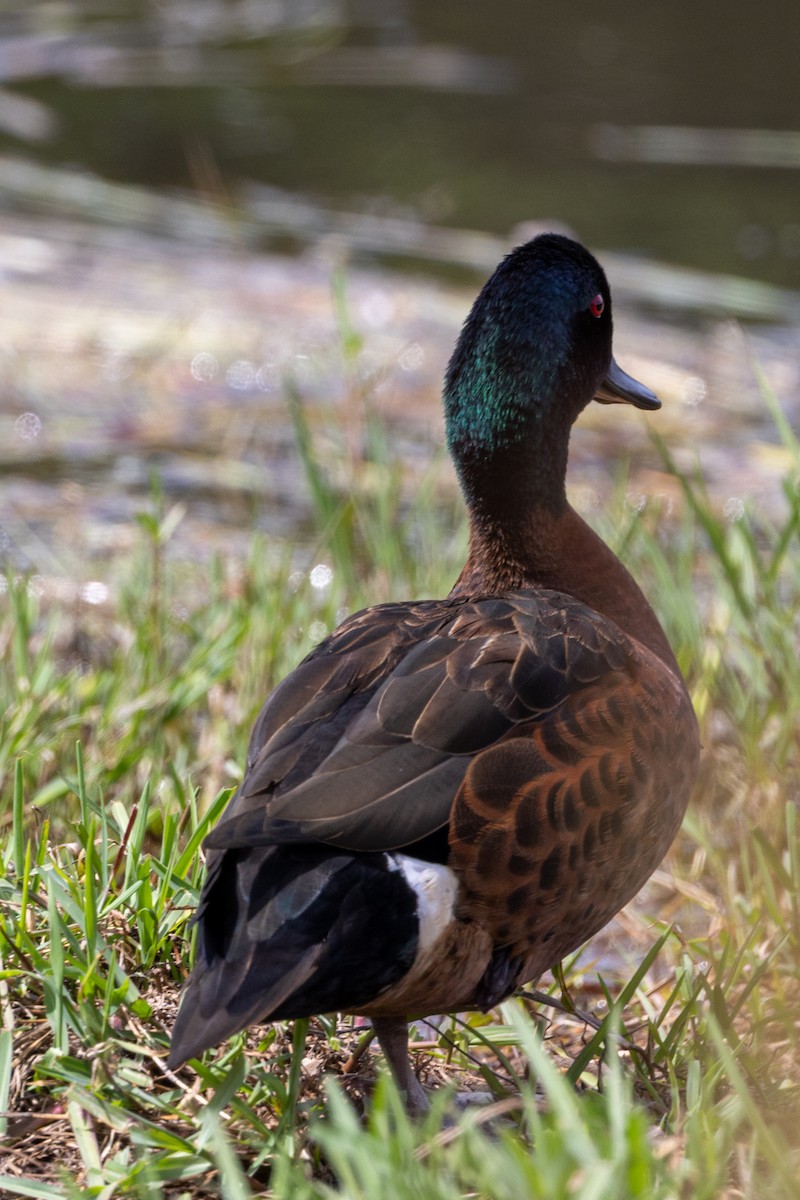 Chestnut Teal - ML645981140