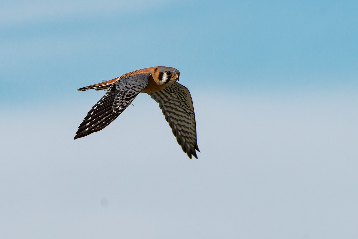 American Kestrel - ML645981142